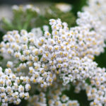Wiesenschafgarbe (Achillea millefolium) Saatgut