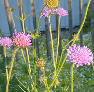 Acker-Witwenblume (Knautia arvensis) Saatgut – Bild 2
