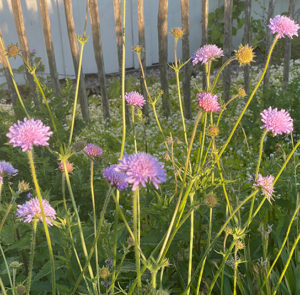 Acker-Witwenblume (Knautia arvensis) Saatgut – Bild 3