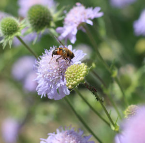 Acker-Witwenblume (Knautia arvensis) Saatgut
