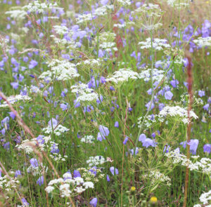 Blumenwiesen Saatgut für Biene Hummel und Schmetterling