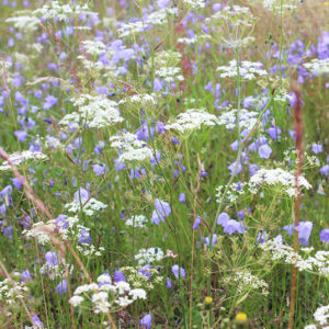 Blumenwiesen Saatgut für Biene Hummel und Schmetterling