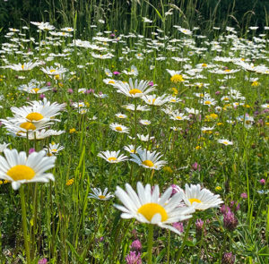 Blumenwiese Saatgut (sonnigfrisch) Nordischer Garten Shop