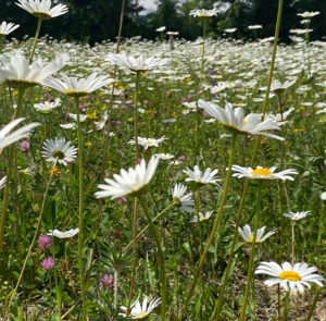 Blumenwiese Saatgut (sonnigfrisch) Nordischer Garten Shop