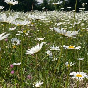 Blumenwiese Saatgut (sonnig-frisch)  Nordischer Garten Shop