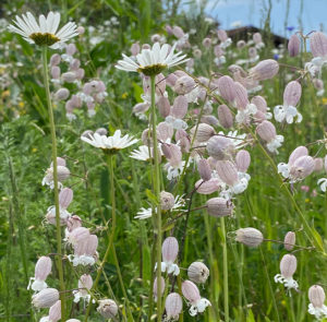 Blumenwiese Saatgut (sonnig-trocken) – Bild 3