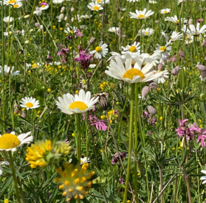 40+ Saatgut Für Blumenwiese, Zur förderung der regionalen