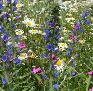 Blumenwiese Saatgut (sonnig-trocken) – Bild 5