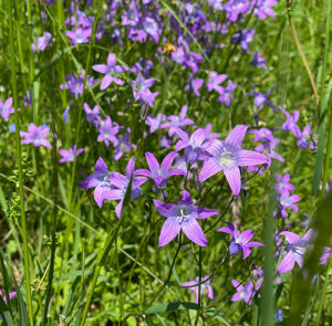 Wiesenglockenblume (Campanula patula) Saatgut – Bild 3