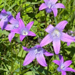 Wiesenglockenblume (Campanula patula) Saatgut