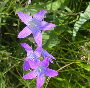 Wiesenglockenblume (Campanula patula) Saatgut – Bild 2