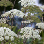 Angelica sylvestris - Wald-Engelswurz