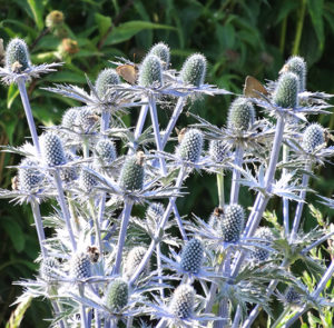 Eryngium x zabelii ´Big Blue` - Mannstreu ´BIG BLUE` – Bild 10