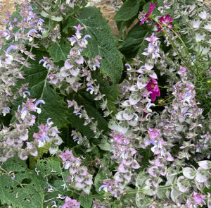 Muskatellersalbei (Salvia sclarea) Saatgut – Bild 9