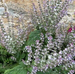 Muskatellersalbei (Salvia sclarea) Saatgut – Bild 10