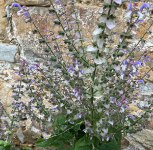 Muskatellersalbei (Salvia sclarea) Saatgut – Bild 3