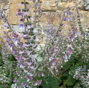 Muskatellersalbei (Salvia sclarea) Saatgut – Bild 8