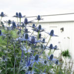 Eryngium x zabelii ´Big Blue` - Mannstreu ´BIG BLUE`