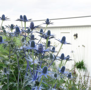 Eryngium x zabelii ´Big Blue` - Mannstreu ´BIG BLUE`