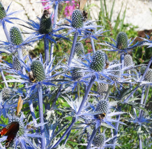 Eryngium x zabelii ´Big Blue` - Mannstreu ´BIG BLUE` – Bild 7