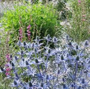 Eryngium x zabelii ´Big Blue` - Mannstreu ´BIG BLUE` – Bild 4