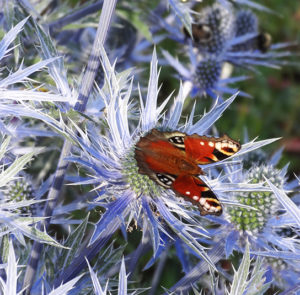 Eryngium x zabelii ´Big Blue` - Mannstreu ´BIG BLUE` – Bild 8