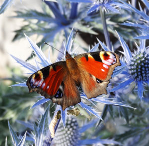 Eryngium x zabelii ´Big Blue` - Mannstreu ´BIG BLUE` – Bild 2