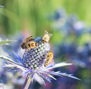 Eryngium x zabelii ´Big Blue` - Mannstreu ´BIG BLUE` – Bild 3
