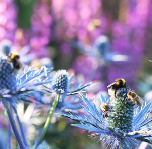 Eryngium x zabelii ´Big Blue` - Mannstreu ´BIG BLUE` – Bild 6