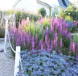 Eryngium x zabelii ´Big Blue` - Mannstreu ´BIG BLUE` – Bild 9