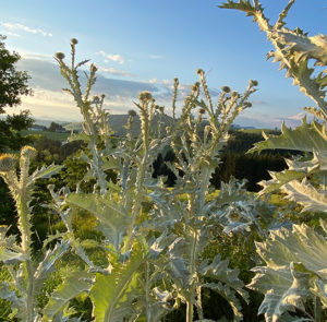 Gemeine Eselsdistel (Onopordum acanthium) Saatgut – Bild 14
