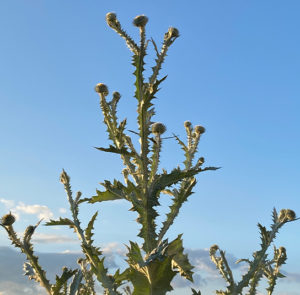 Eselsdistel