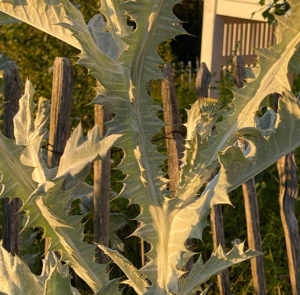 Gemeine Eselsdistel (Onopordum acanthium) Saatgut – Bild 7