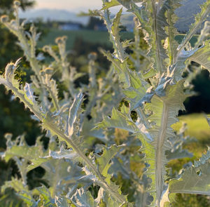 Gemeine Eselsdistel (Onopordum acanthium) Saatgut – Bild 13