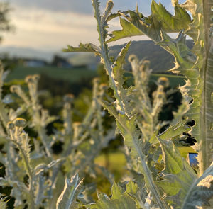Gemeine Eselsdistel (Onopordum acanthium) Saatgut – Bild 12