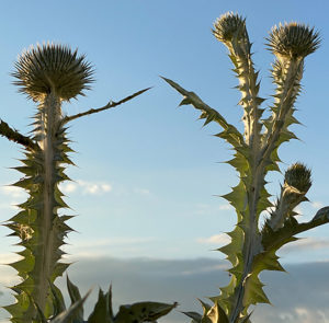 Gemeine Eselsdistel (Onopordum acanthium) Saatgut – Bild 11