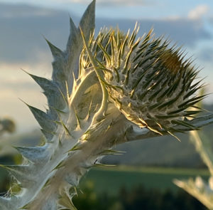 Gemeine Eselsdistel (Onopordum acanthium) Saatgut – Bild 4