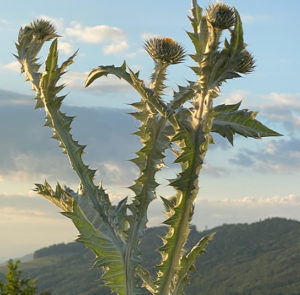Gemeine Eselsdistel (Onopordum acanthium) Saatgut
