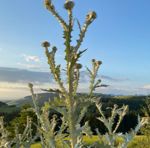 Gemeine Eselsdistel (Onopordum acanthium) Saatgut – Bild 9
