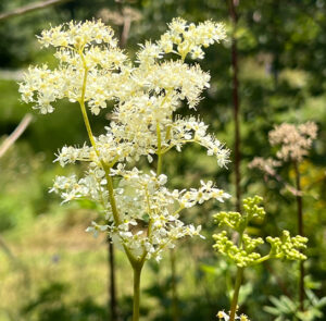 Filipendula ulmaria - Echtes Mädesüß – Bild 3