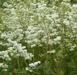 Filipendula ulmaria - Echtes Mädesüß – Bild 2
