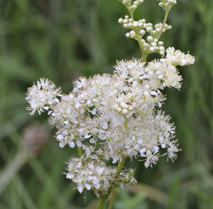 Filipendula ulmaria - Echtes Mädesüß