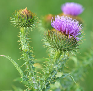 Gemeine Eselsdistel (Onopordum acanthium) Saatgut – Bild 2