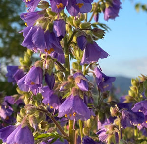 Polemonium (caeruleum) Jakobsleiter, Himmelsleiter – Bild 2