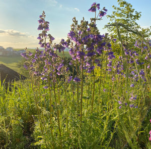 Polemonium (caeruleum) Jakobsleiter, Himmelsleiter – Bild 4