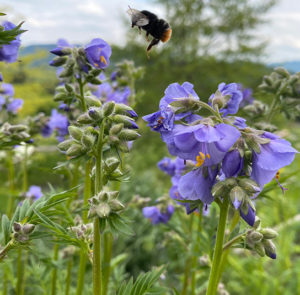Polemonium (caeruleum) Jakobsleiter, Himmelsleiter – Bild 5