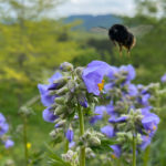 Polemonium (caeruleum) Jakobsleiter, Himmelsleiter