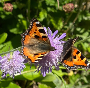 Acker-Witwenblume (Knautia arvensis) Saatgut – Bild 4