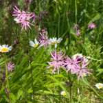 Kuckuckslichtnelke (Lychnis flos cuculi) Saatgut