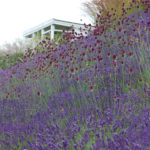 Lavendel angustifolia ´Hidcote Blue`